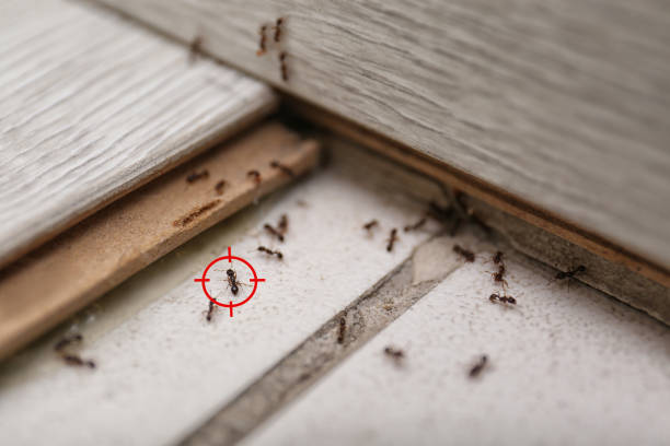 Best Pest Control Near Me  in Waldpt, OR